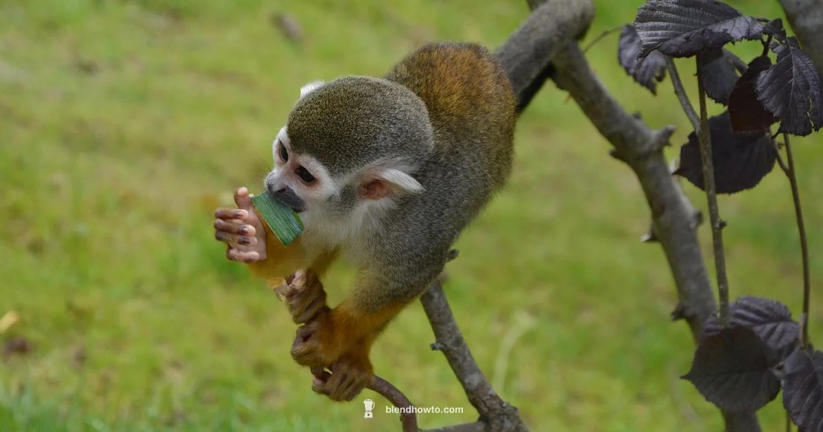 Suzanne in Blender - BlendHowTo