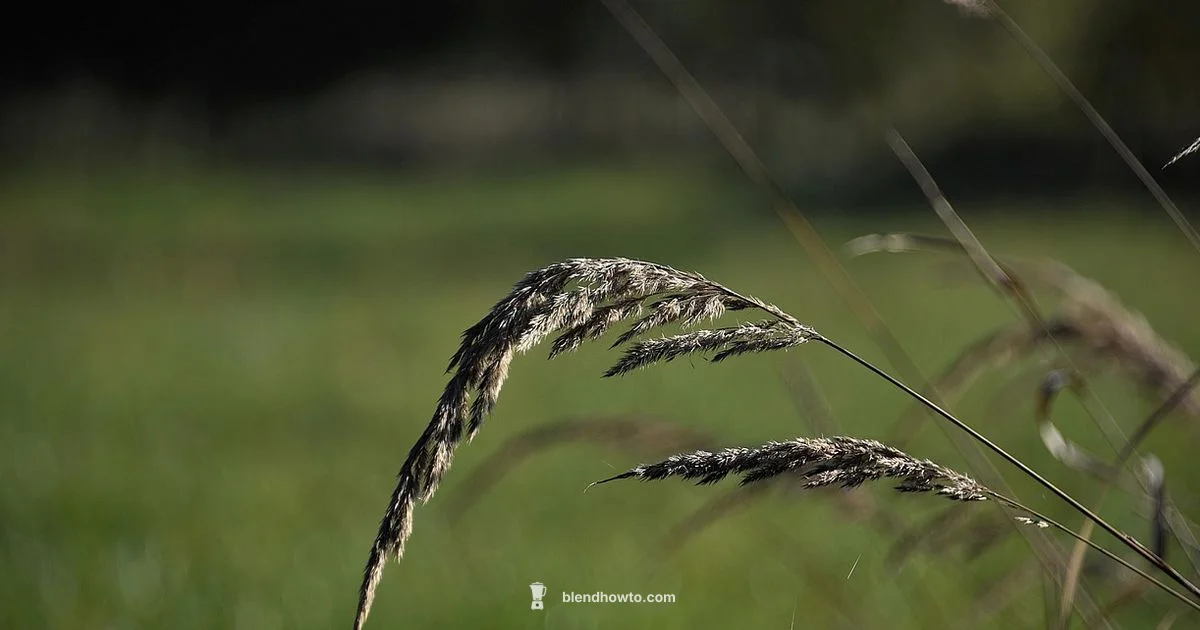 Blade Removal Guide - BlendHowTo