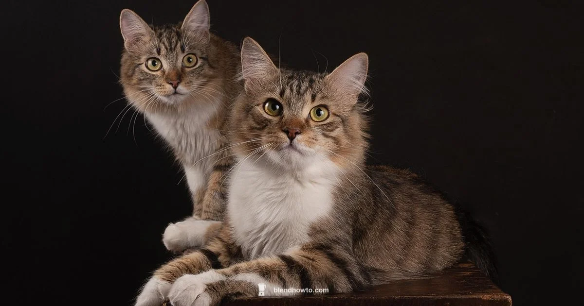 Cats in Blender Video - BlendHowTo