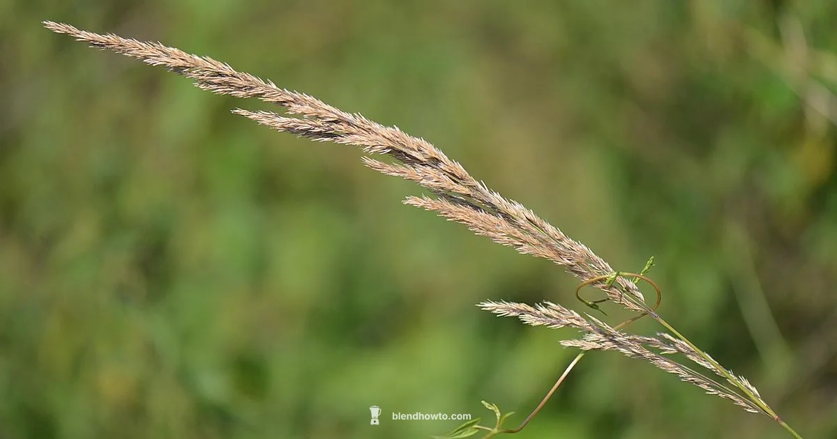 Blade Basics - BlendHowTo