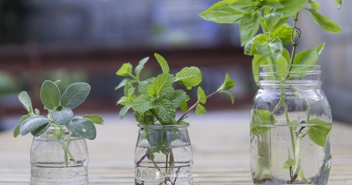 Glass Jar Blender Guide - BlendHowTo