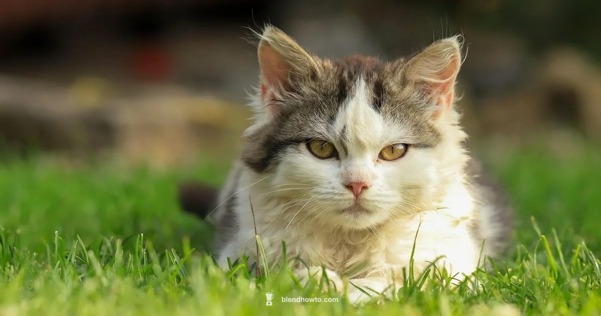 Cat Plugin Blender - BlendHowTo