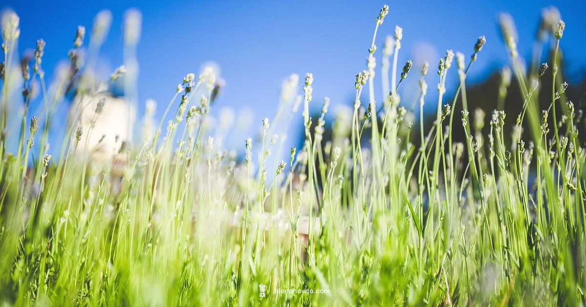 Blender Guide Blender Guide - BlendHowTo