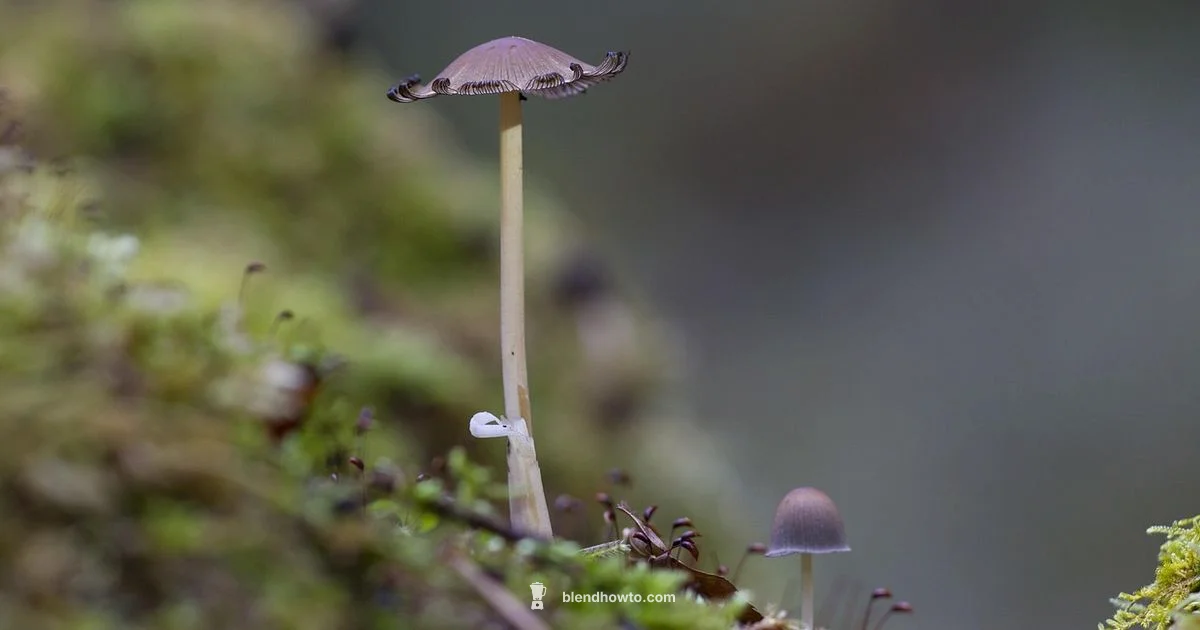 Mold on Beauty Sponge - BlendHowTo