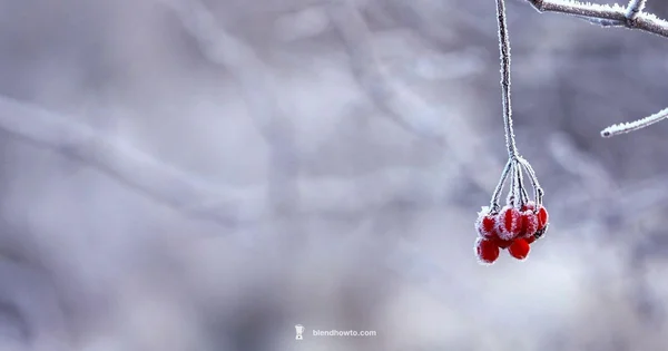 Frozen Fruit Blends - BlendHowTo